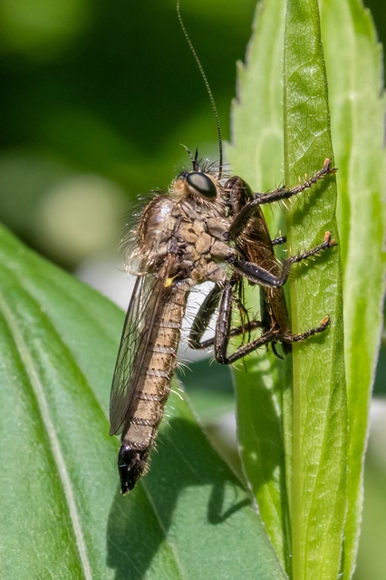 Dysmachus praemorsus
