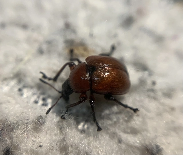 Attelabus nitens - tölgy-levélsodró