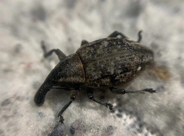 Lepyrus capucinus - pettyes fűzormányos