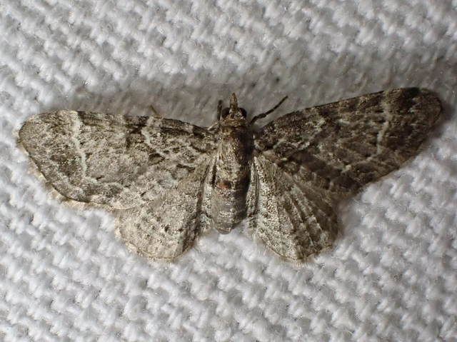 Pasiphila chloerata - hamvas törpearaszoló