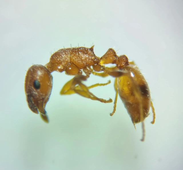 Temnothorax unifasciatus - gyűrűs kéreghangya