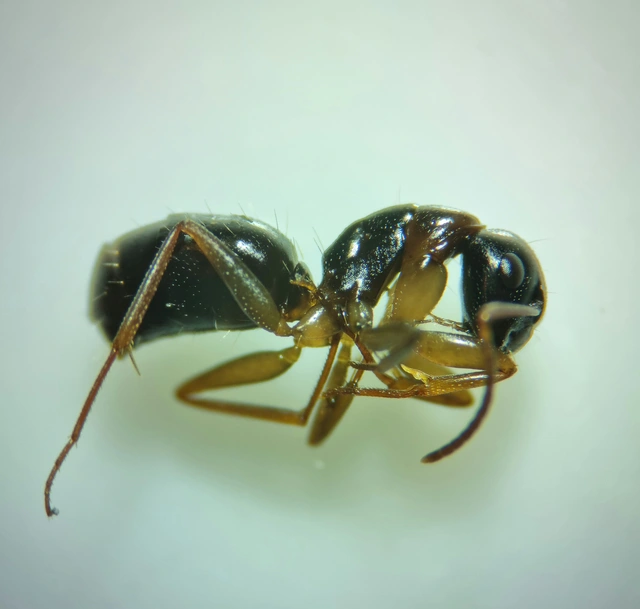 Camponotus fallax - ligeti lóhangya