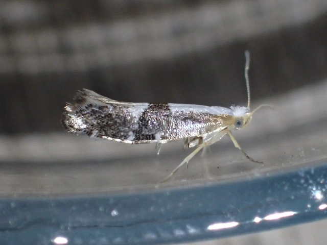 Argyresthia