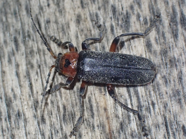 Cantharis rustica - suszterbogár
