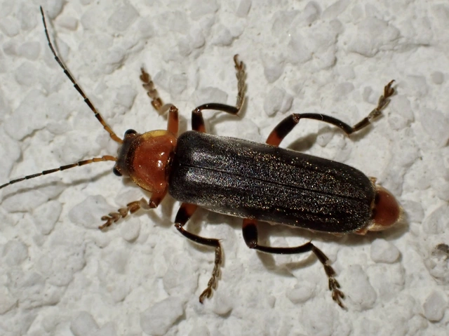 Cantharis livida - mezei lágybogár