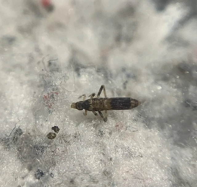 Collembola - Ugróvillások