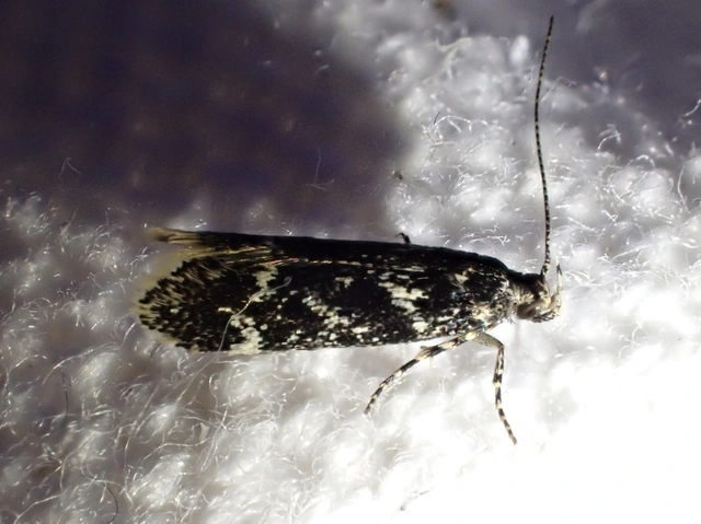 Klimeschiopsis kiningerella - sárgaképű sarlósmoly