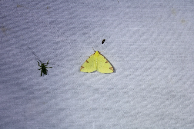 Opisthograptis luteolata - citromsárga araszoló