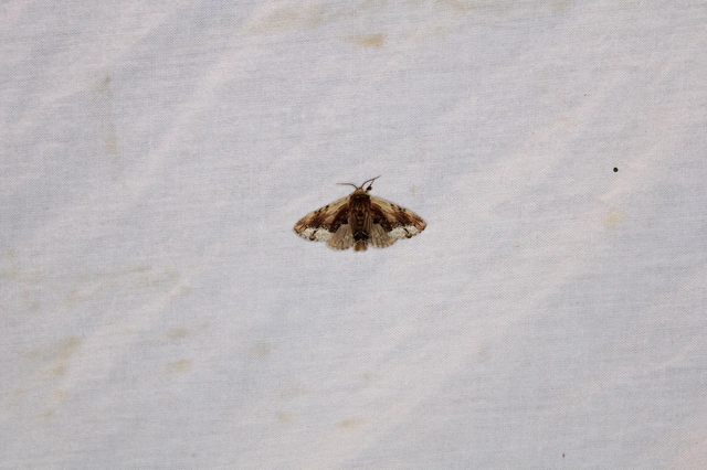 Ptilodon cucullina - csuklyás púposszövő