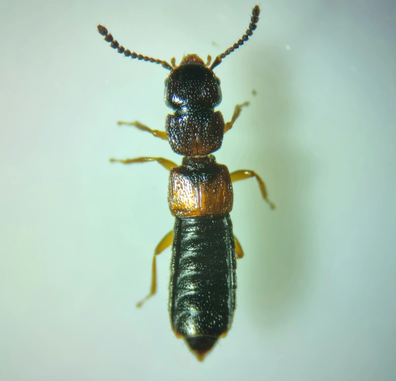 Anotylus insecatus - csipkéshátú korhóholyva