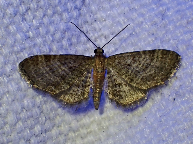 Eupithecia haworthiata - rozsdástestű törpearaszoló
