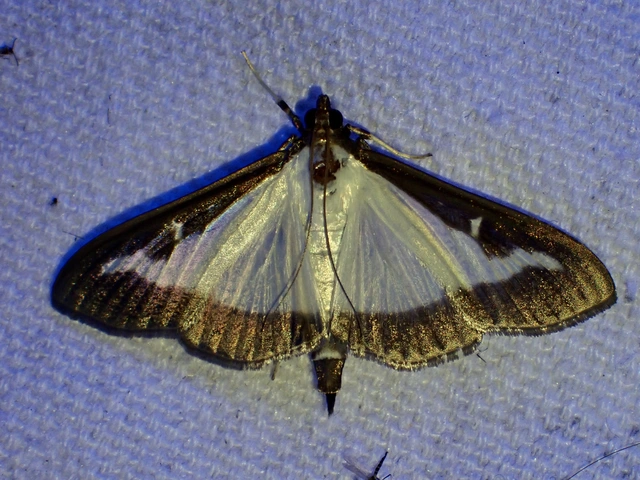 Cydalima perspectalis - puszpáng-tűzmoly
