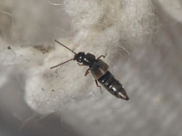 Atheta