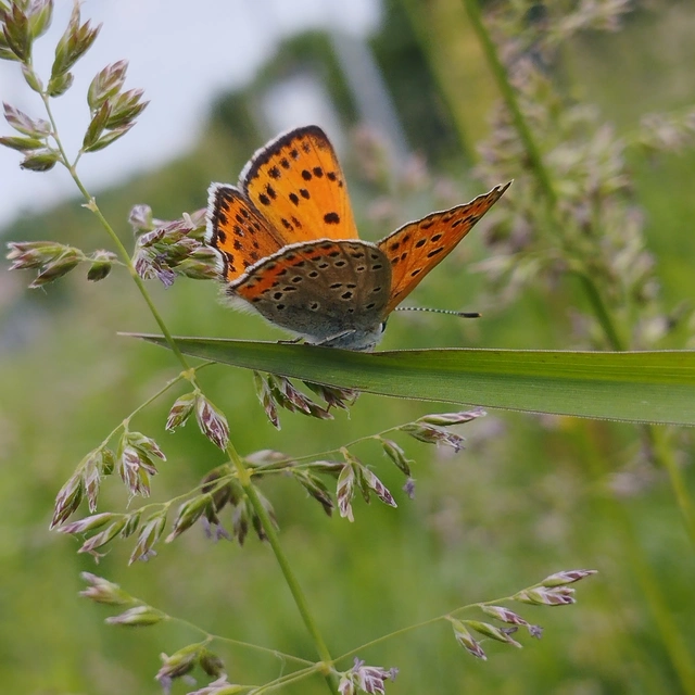 Lycaena thersamon - kis tűzlepke