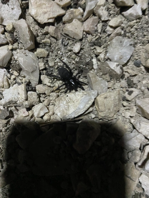 Gnaphosidae - kövipókok