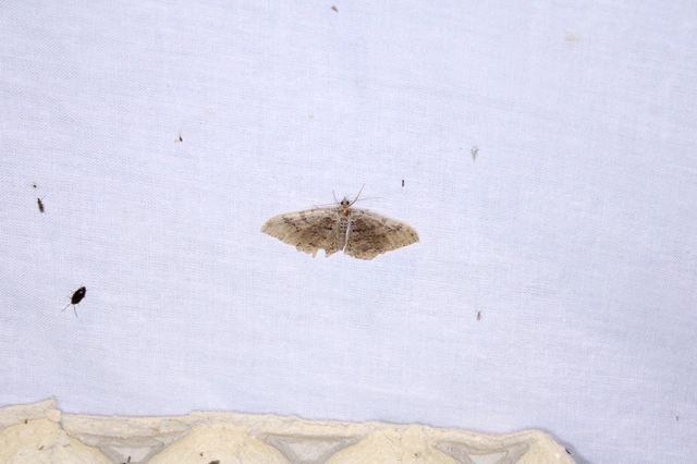 Hydria cervinalis - őzbarna araszoló