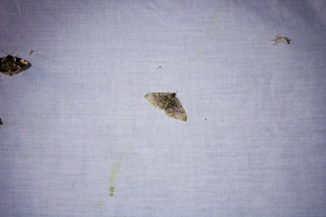 Hydria cervinalis - őzbarna araszoló