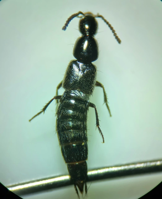 Philonthus concinnus - közönséges ganajholyva