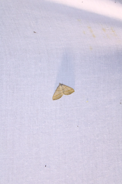 Scotopteryx mucronata/luridata/ignorata