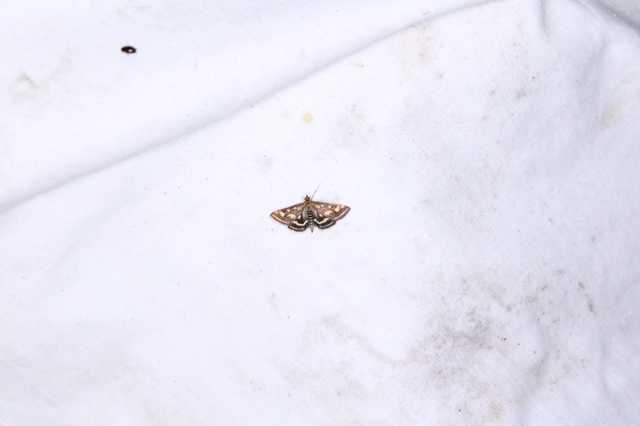 Pyrausta purpuralis - közönséges bíbormoly