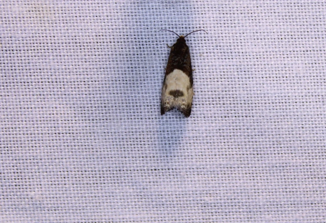 Notocelia cynosbatella - rózsahajtás-tükrösmoly