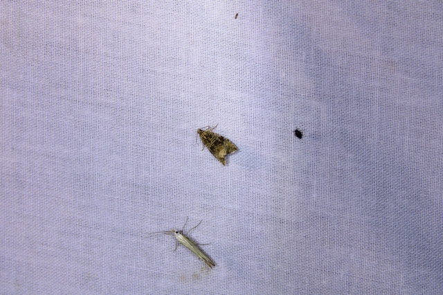 Celypha lacunana - vízparti tükrösmoly