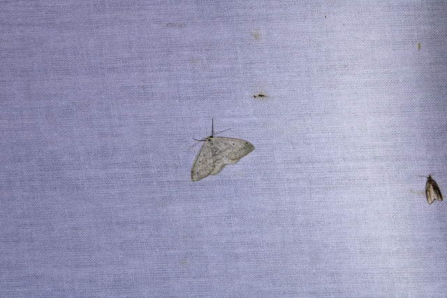 Scopula incanata - hamvas sávosaraszoló
