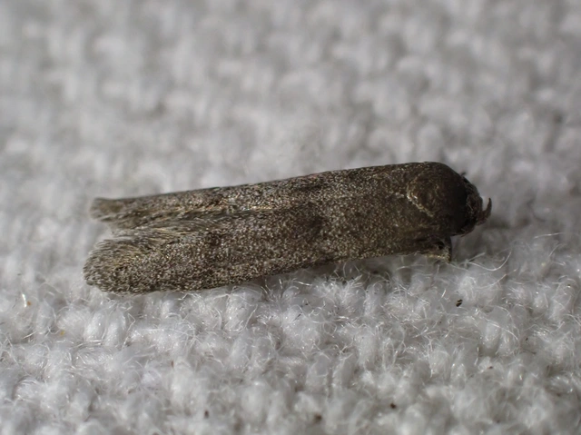 Blastobasis