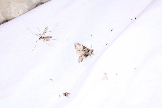 Drymonia dodonea - bélyeges púposszövő