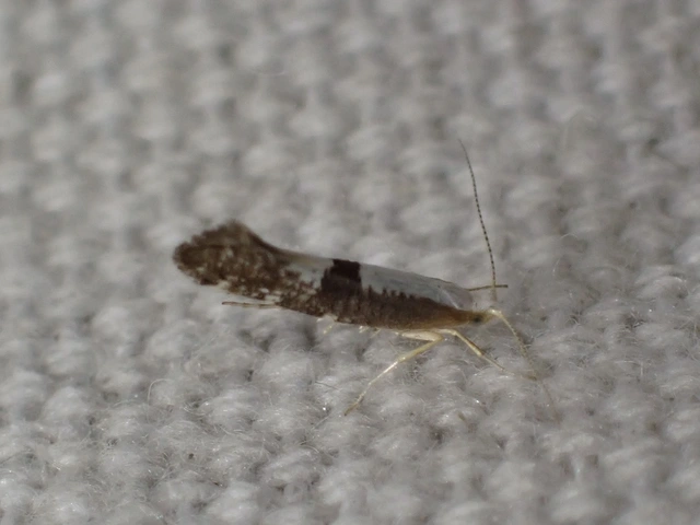 Argyresthia