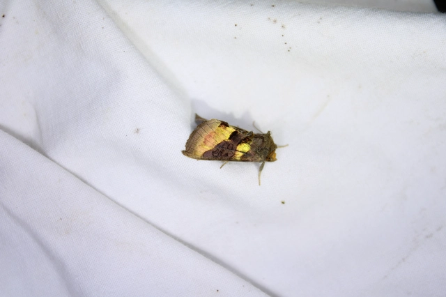 Diachrysia chrysitis - aranybagoly