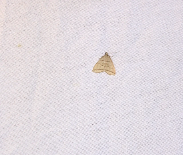 Herminia grisealis - ligeti karcsúbagoly