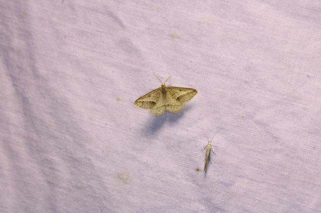 Tephrina arenacearia - lucerna-araszoló