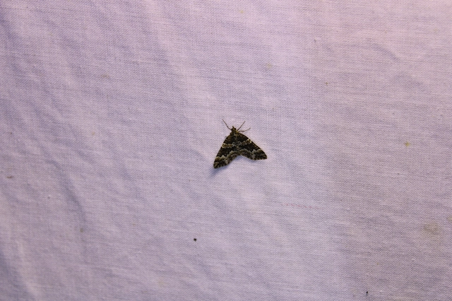 Electrophaes corylata - mogyoró-araszoló
