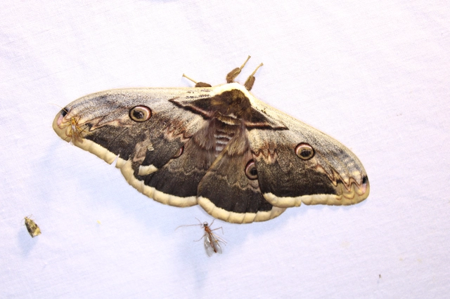Saturnia pyri - nagy pávaszem