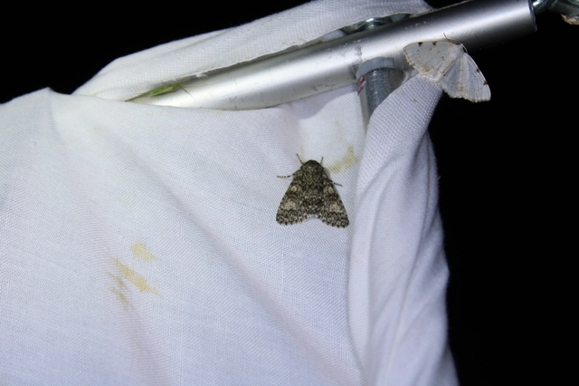 Acronicta megacephala - nagyfejű szigonyosbagoly