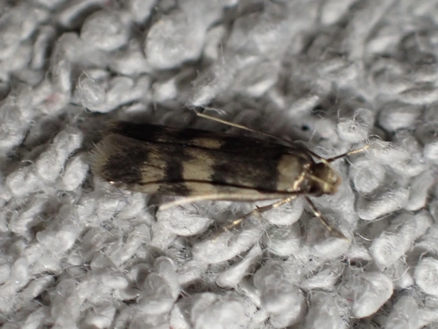 Autostichidae - avarmolyfélék