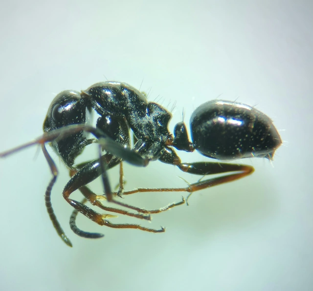 Camponotus piceus - szurkos lóhangya