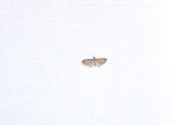 Eupithecia haworthiata - rozsdástestű törpearaszoló