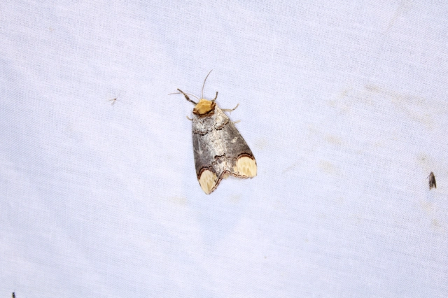 Phalera bucephala - sárgafoltos púposszövő