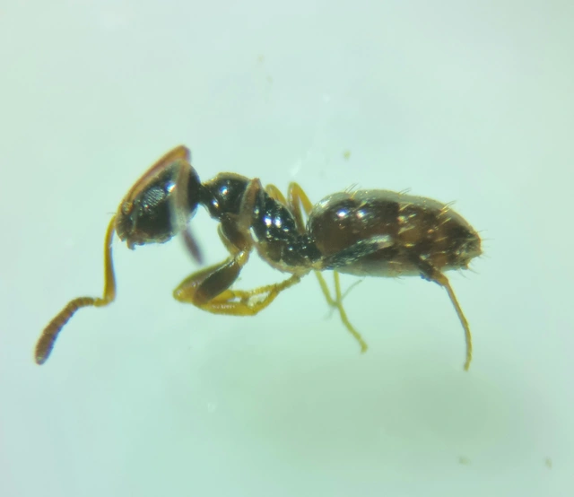 Plagiolepis pygmaea - lapos törpehangya