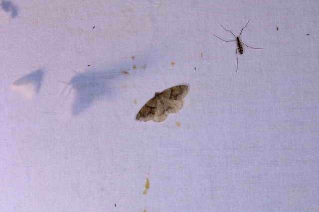 Plagodis pulveraria - szemcsés araszoló