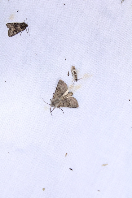 Agrotis cinerea - szürkés földibagoly