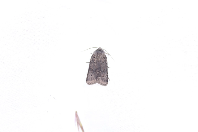 Agrotis cinerea - szürkés földibagoly
