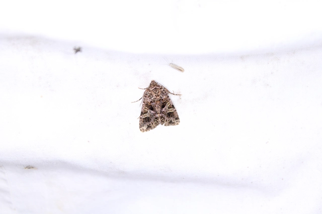 Sideridis rivularis - vörhenyes szegfűbagoly