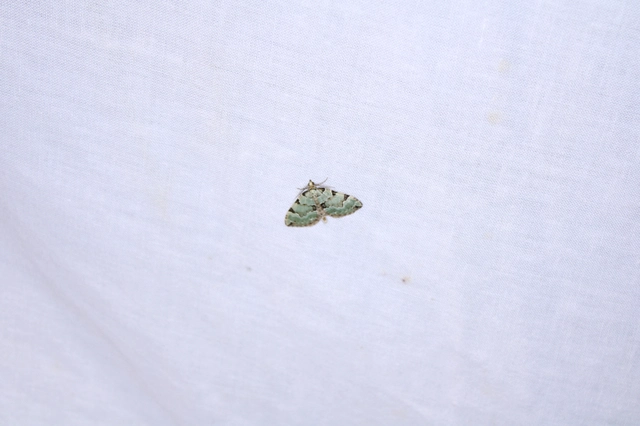 Colostygia pectinataria - zöld levélaraszoló
