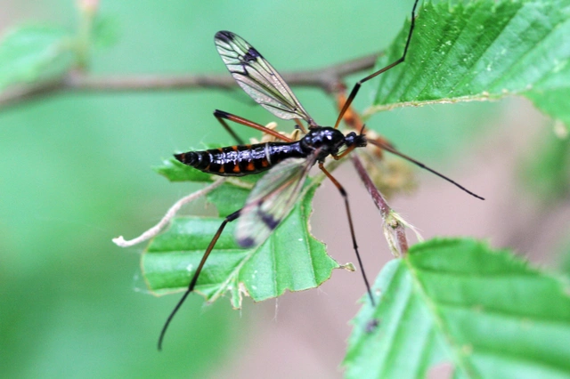 Diptera - Kétszárnyúak
