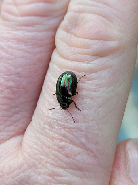 Chrysolina americana