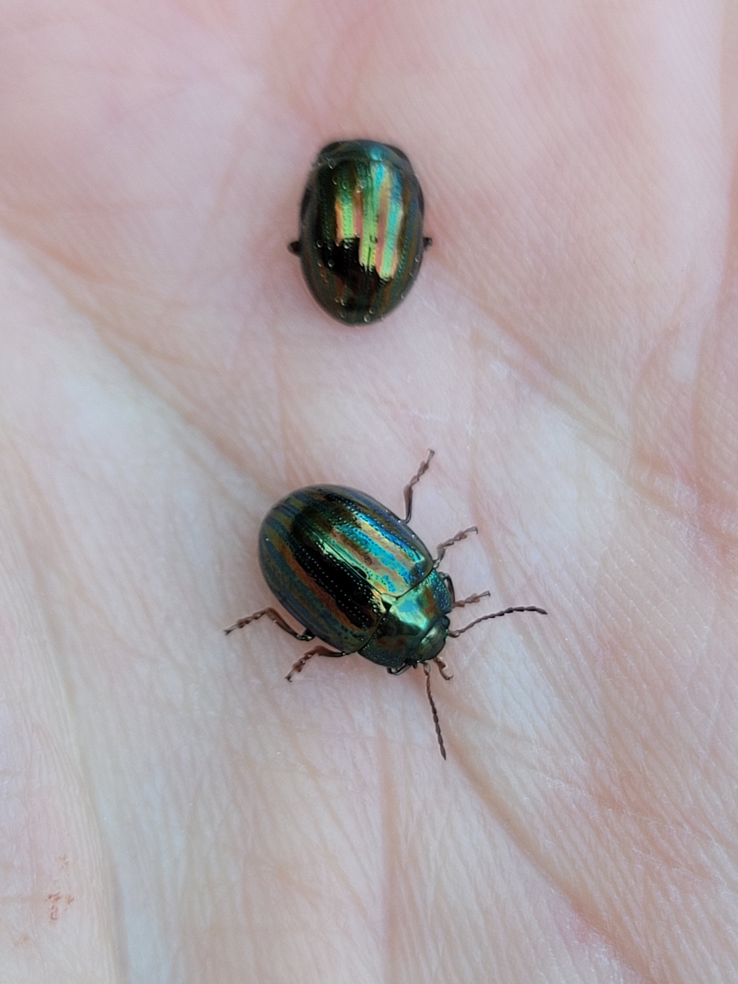 Chrysolina americana