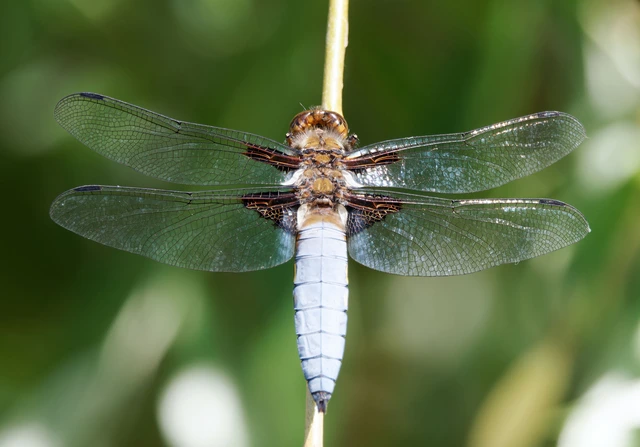 Libellula depressa - széles laposacsa
